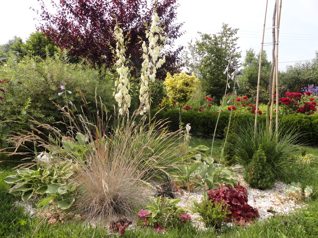 Mini rabata żwirowa, a na niej funkie, żurawki, juka, trawy, trzmielina, cis Wojtek i sukulenty... 