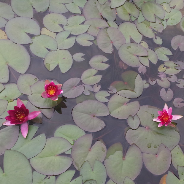 Miniaturowa pygmaea rubra 