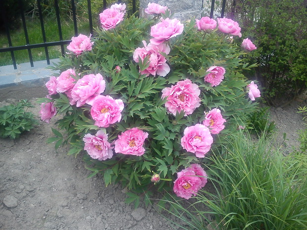 moja ukochana piwonia drzewiasta chińska