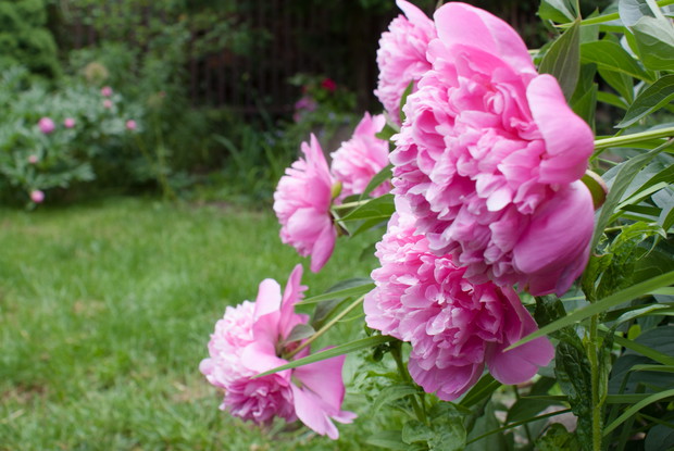 Moje ulubienice.Peonie.