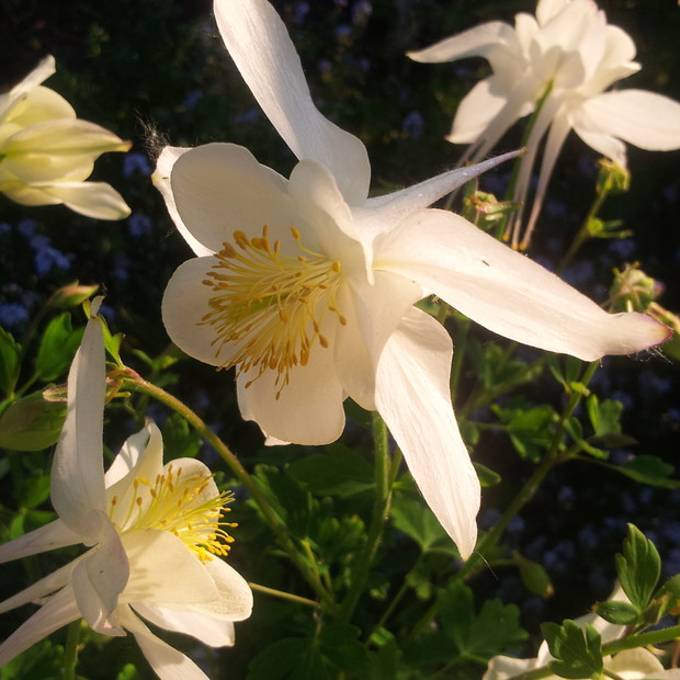 moje ulubione orliki