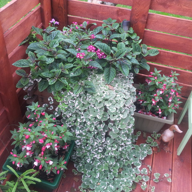 na tarasie również kolorowo