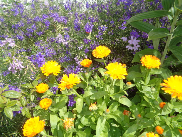 Nagietki w połączeniu z maciejką . 