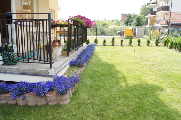 nasz Niunio i widok na ogródek