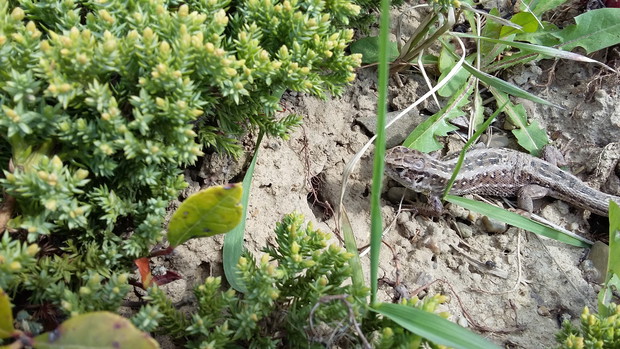 Nasz ogròdkowy ''krokodyl'' :)