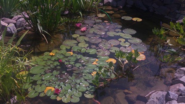 Oczko z wszystkimi liliami 