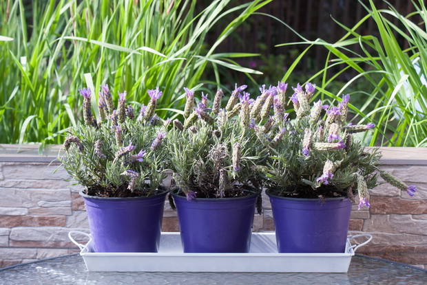 Odstraszacze komarów.Lawenda.