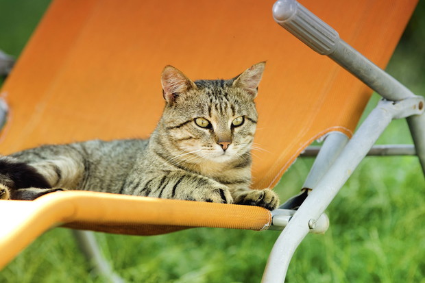 Ogród lub taras to miejsce do odpoczynku również dla zwierząt (zdj.: Fotolia.com)