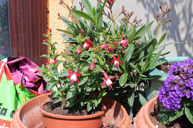 Oleander - powiew Chorwacji