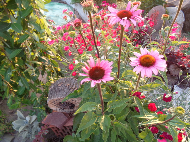 Owady uwielbiają jeżówki. 