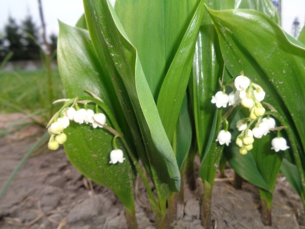 Pachnące konwalie majowe.