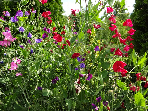 Pachnący groszek wspaniale ozdabia ogrodzenie