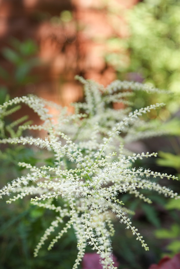 Parzydło leśne jeszcze malutkie.