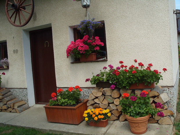 Pelargonie w donicach-kochają słońce