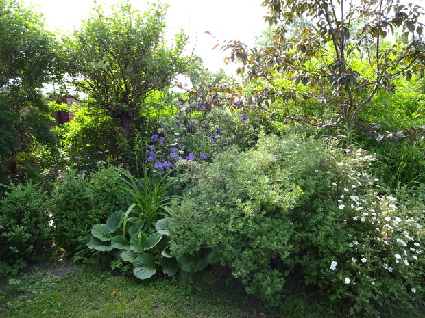 Pięciornik i reszta