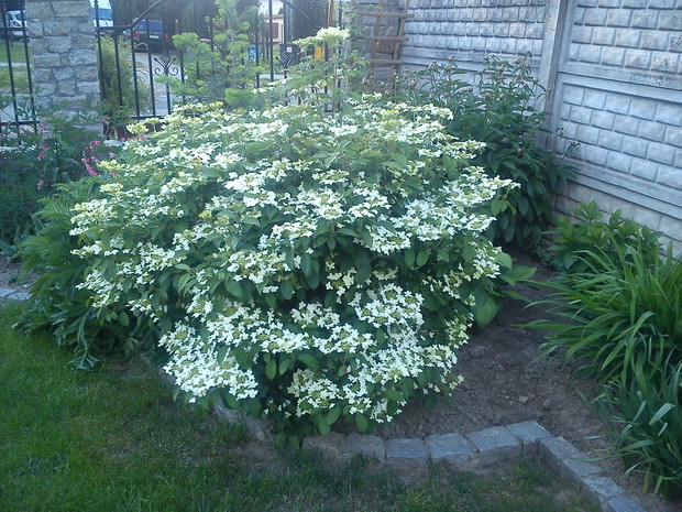 piękna kalina Watanabe kwitnąca prawie do przymrozków