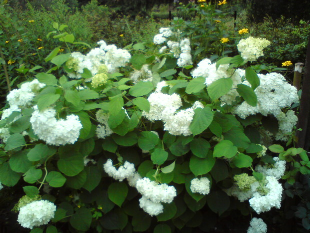 Piękno w całej swojej okazałości.:) Kiedy zakwita,bielą nas wita.Kalina to cudowna roślina. Wabi wszystko dookoła,o czym wie niejedna pszczoła.Pięknymi kwiatami nas obsypuje, a oczy cieszy,no i raduje.:)