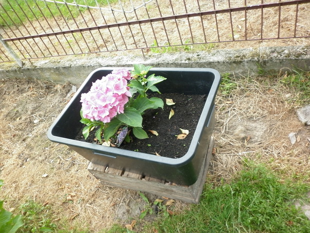 pierwsza w życiu hortensja ogrodowa