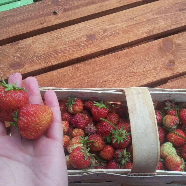 pierwsze truskawki. Mniam