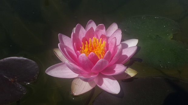 Pierwszy kwiat Attraction 