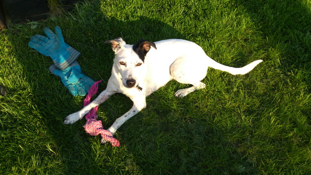 Pippi - asystentka ogrodniczki;)! Potrafi ładnie przekopywać w ogródku:).