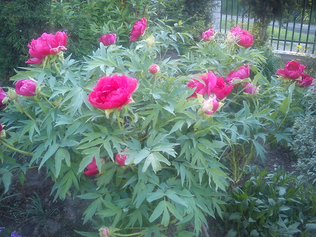 piwonia drzewiasta kwitnie juz w kwietniu