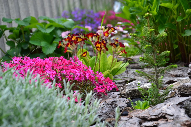 płomyk Douglasa, prymulka,