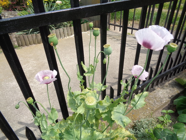 Po przekwitłych makach pozostają dekoracyjne makówki. 