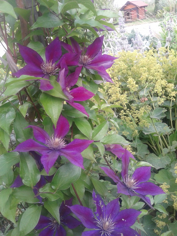 Powojnik rośnie sobie raz lepiej, raz gorzej;).