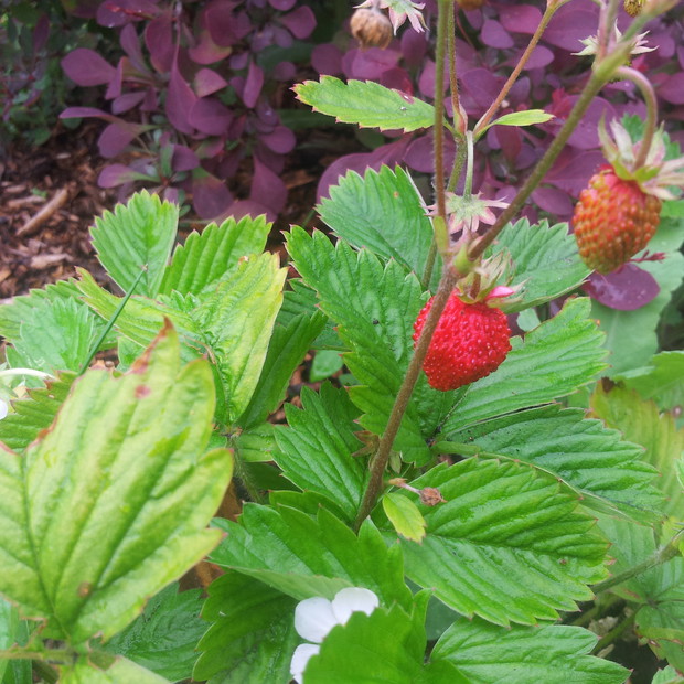 poziomeczki zasadzone przez mojego męża