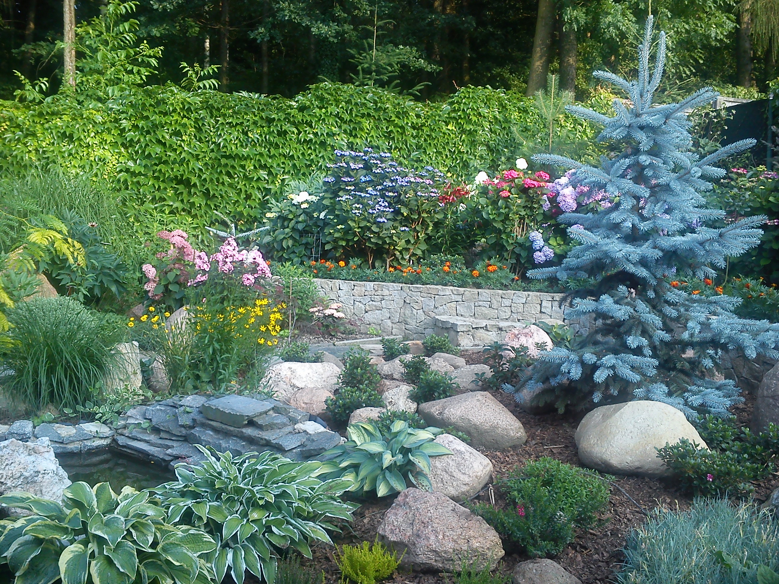 przed hortensjami oczko wodne