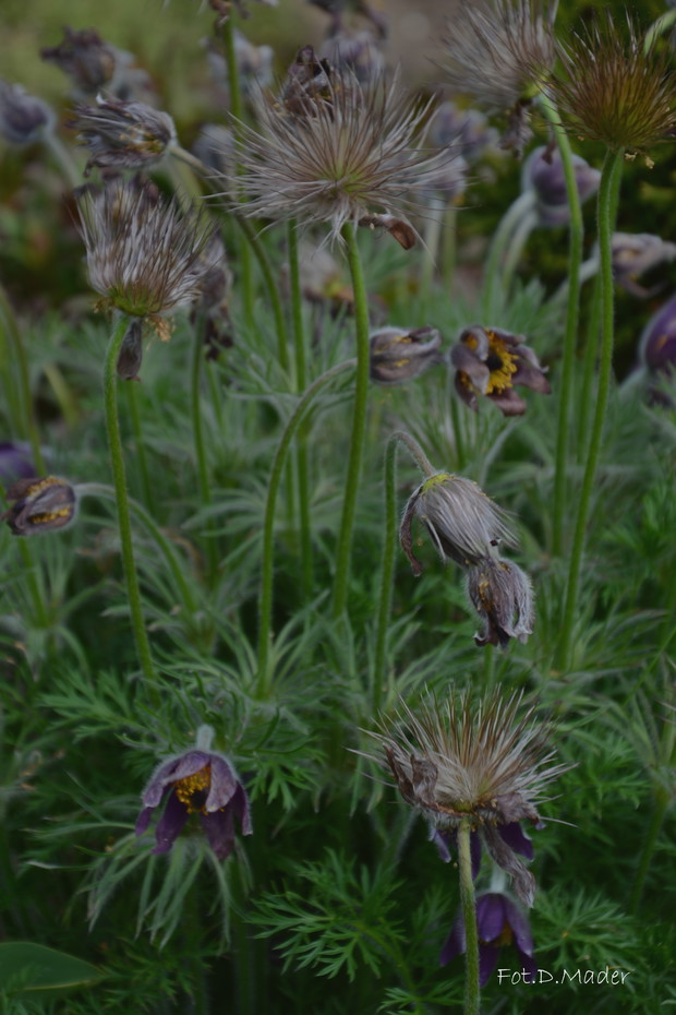 Przekwitłe kwiatostany sasanki