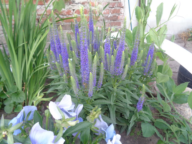 Przetacznik siwy w towarzystwie bratków. 