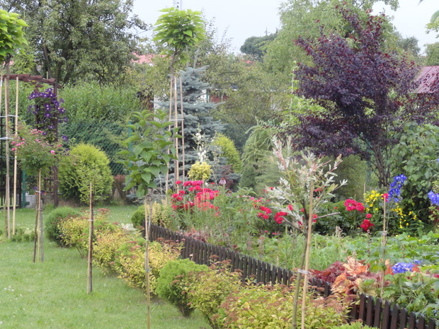 Przy alejce postawiłam na małe drzewka szczepione: różę, migdałka, lilaka i wierzbę Hakuro Nishiki. Bliżej pergoli posadziłam szczepione na pniu katalpy, które w przyszłym roku powinny utworzyć piękne kuliste parasole