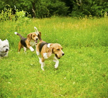 Przy odpowiednim towarzystwie, ogród może być dla psów wymarzonym miejscem do zabaw (zdj.: Fotolia.com)