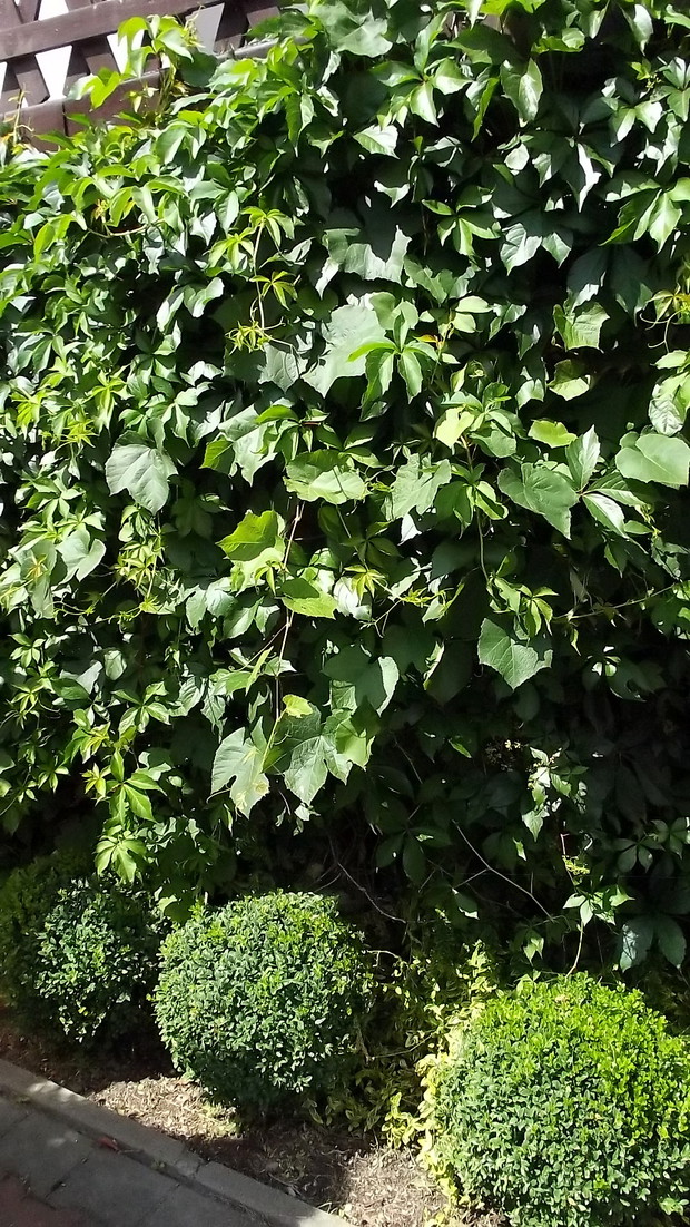 Przy werandzie znajduje się także winorośl i bukszpan.