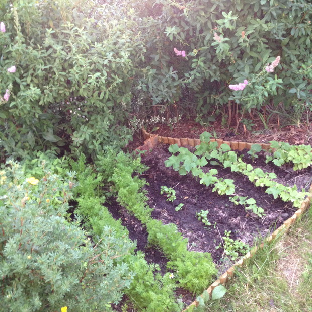 przydomowy mały warzywnik