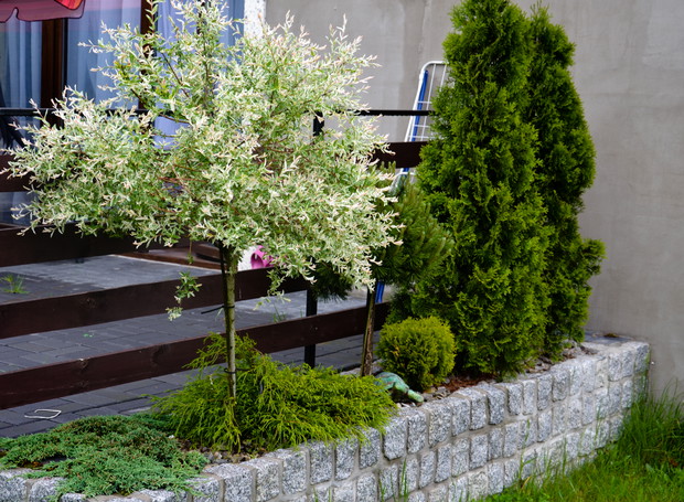 Rabata przy tarasie - cyprysik groszkowy, wierzba hakuro-nishiki, jałowiec płożący, żywotnik 'Smaragd', sosna w odmianie szczepiona na pniu, 