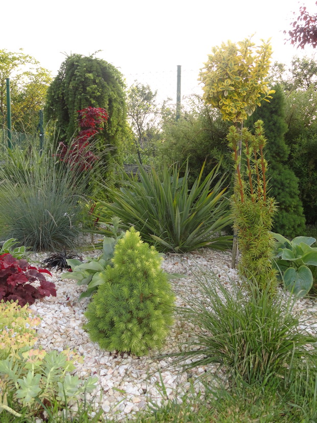 Rabatka żwirowa, a w tle modrzew europejski.