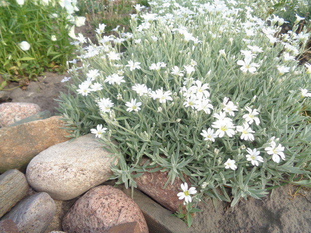 Rogownica kutnerowata 