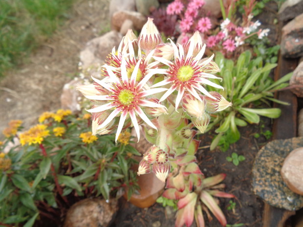 Rojniki kwitną tylko latem . 