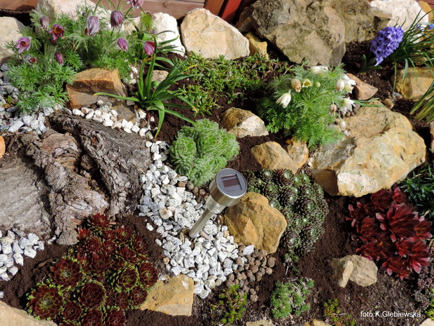 Rojniki...uwielbiam je :)