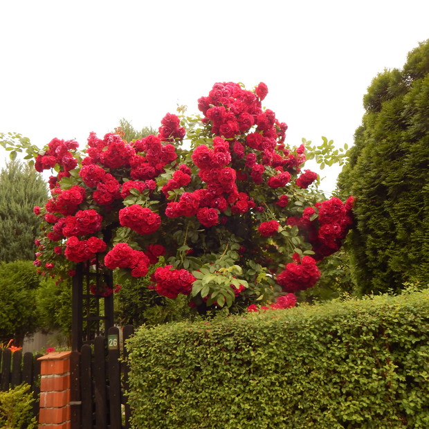 Róża swym pięknem każdego ujmuje i swoje bajeczne  różyczki chętnie pokazuje.:) Ta królowa kwiatów życie nam umila i z nią jest piękna niemal każda chwila.:) Piękne aromaty z siebie wydobywa,a z dnia na dzień jej nowych  płatków przybywa.Stroi się tak cud