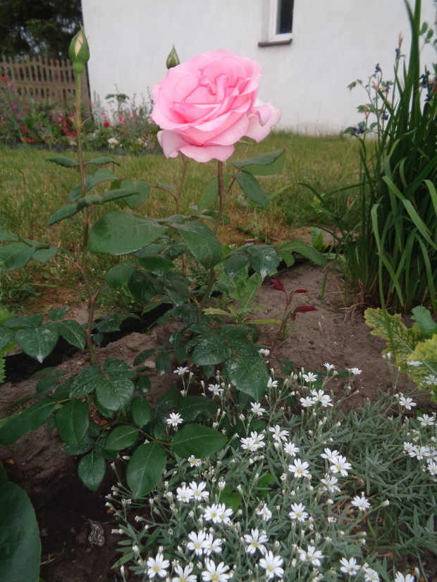 Róża wielkokwiatowa w towarzystwie rogownicy kutnerowatej. 