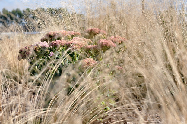 Rozchodnik w trawach