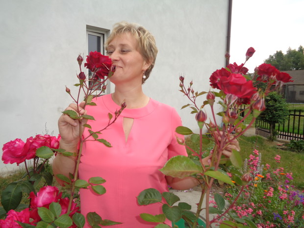 Róże najpiękniej pachną o poranku. 