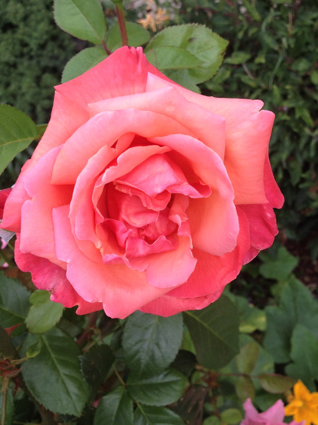 Róże rosną w kilku skupiskach.