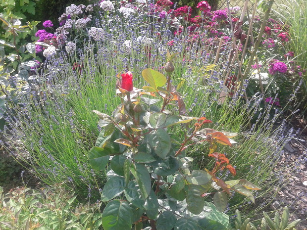 Róże w otoczeniu kępy lawendy.