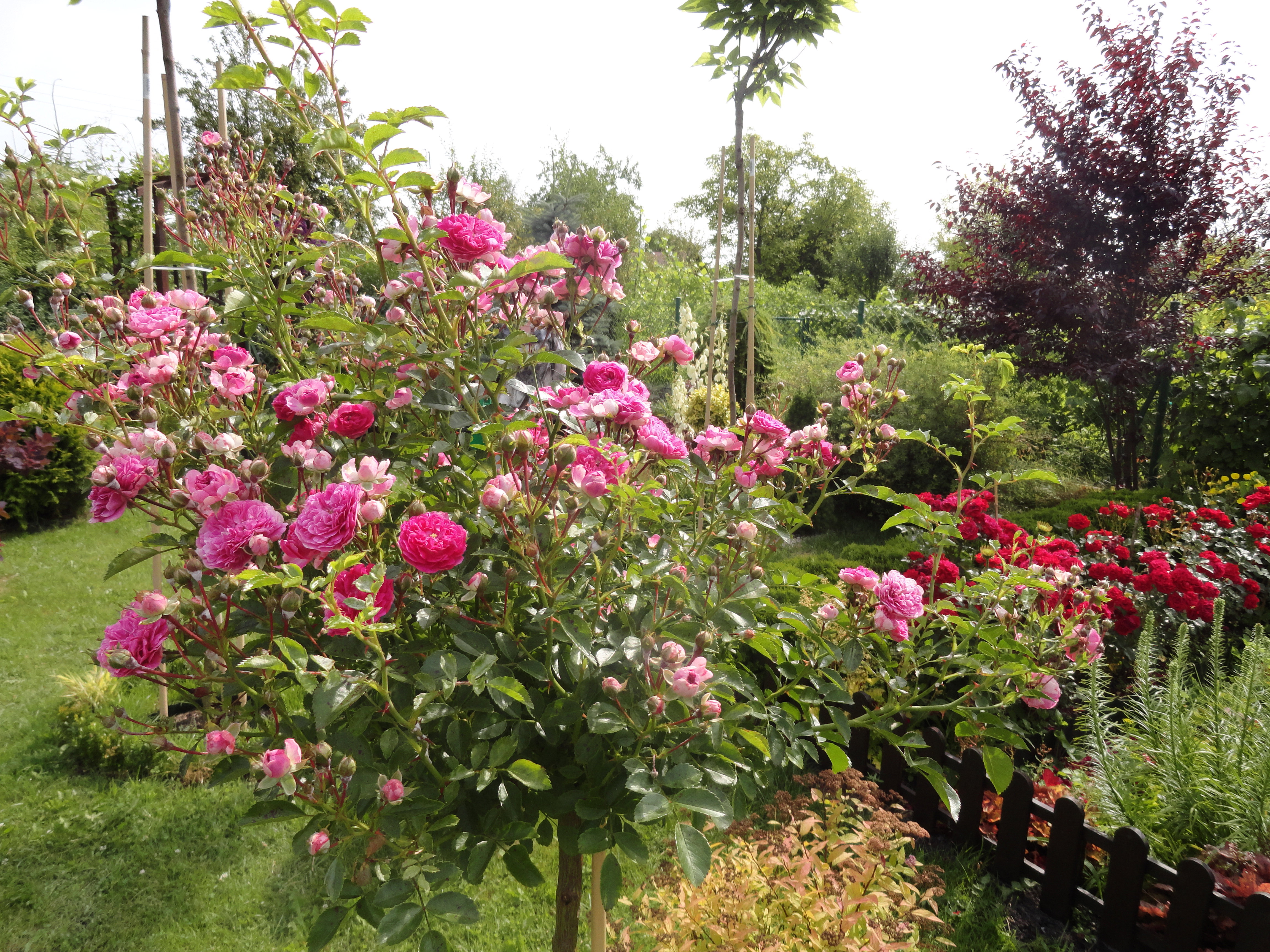 Różyczki moje ukochane