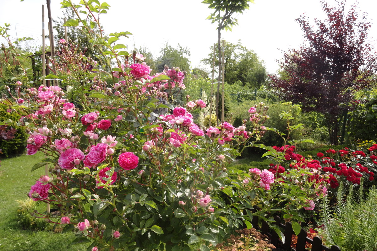 Różyczki moje ukochane